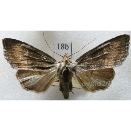 Apamea scolopacina (Esper, 1788) Czech18b